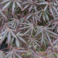 Acer palmatum'Trompenburg' 