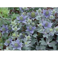 Eryngium maritimum 