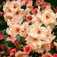 Rhododendron'Virginia Richards' 