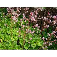 Saxifraga urbium