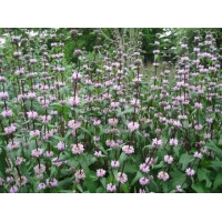 Phlomis tuberosa'Amazone' 