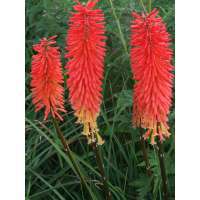 Kniphofia'Incandesce'