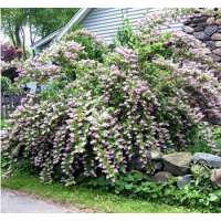 Deutzia purpurea'Kalmiiflora' 