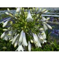 Agapanthus'Enigma' 