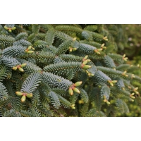 Abies pinsapo'Kelleriis' 