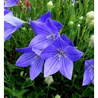 Platycodon grandiflorus'Mariesii'