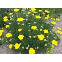 Achillea filipendulina'Bishkek Gold'