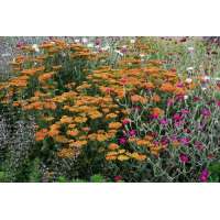 Achillea'Walter Funcke'