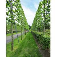 Tilia cordata'Greenspire' 