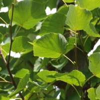 Tilia cordata'Roelvo' leivorm 