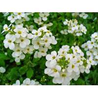 Arabis caucasica'Schneehaube'