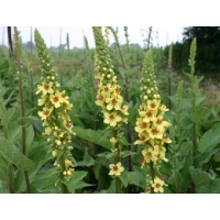 Verbascum nigrum