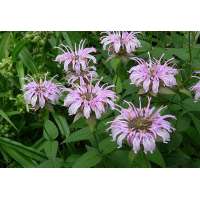 Monarda bradburiana