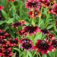 Rudbeckia hirta'Cherry Brandy'