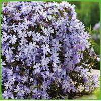 Phlox subulata'Oakington Blue Eyes'