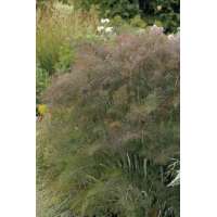 Foeniculum vulgaire'Giant Bronze'