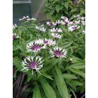 Centaurea montana'Amethist in Snow'