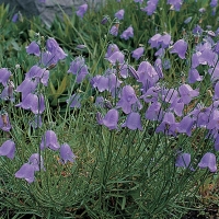 Campanula rotundifolia