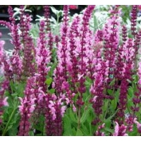 Salvia nemerosa'Pink Beauty'