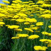 Achillea'Coronation Gold'