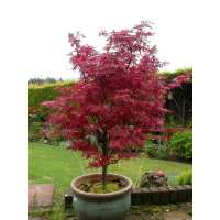 Acer palmatum'Skeeter's Broom' 