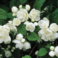 Philadelphus'Virginal' 