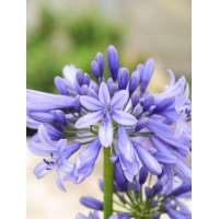 Agapanthus'Pretty Heidi'