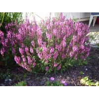 Salvia nemerosa'Pink Friesland'