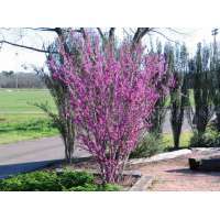 Cercis chinensis'Avondale' 