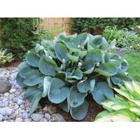 Hosta'Abiqua Drinking Guard'