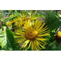 Inula helenium