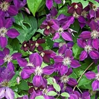 Clematis'Mikelite' 