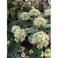 Viburnum cinnamomifolium 