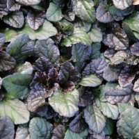 Ajuga reptans'Braunherz'