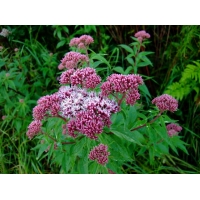 Eupatorium cannabinum