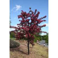 Malus torengo'Scarlett' 