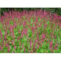 Persicaria amplexicaulis'Speciosa'