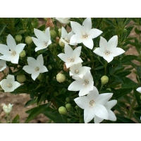 Platycodon grandiflorus'Astra White'