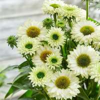 Echinacea purpurea'Sunseekers White Perfection'