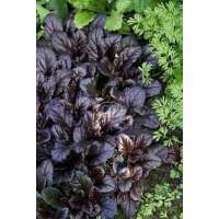 Ajuga reptans'Black Scallop'