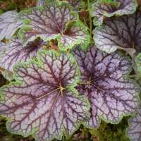 Heuchera'Beauty Colour'