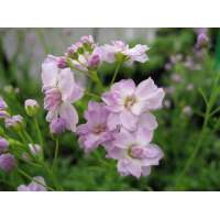 Cardamine pratensis'Plena'