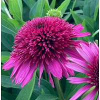 Echinacea'Blueberry Cheesecake'