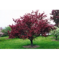 Malus'Profusion' 