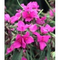 Tradescantia'Red Grape'