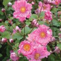 Anemone hybrida'Mont Rose'