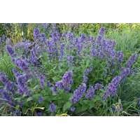 Nepeta'Weinheim Big Blue'