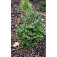 Abies cephalonica'Gregg's Broom' 