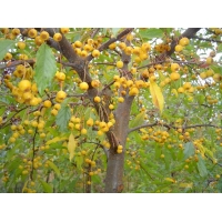 Malus'Golden Henry' 