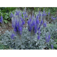 Veronica spicata incana